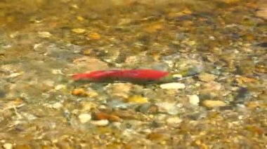 Sockeye yumurtlama somon
