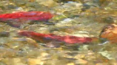 Sockeye yumurtlama somon