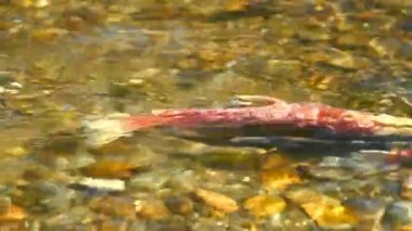 Sockeye yumurtlama somon