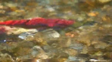 Sockeye yumurtlama somon