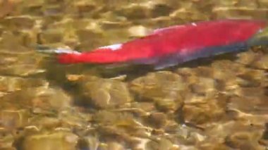 Sockeye yumurtlama somon