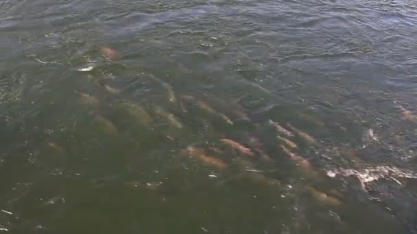 Rey salmón nadando — Vídeo de stock