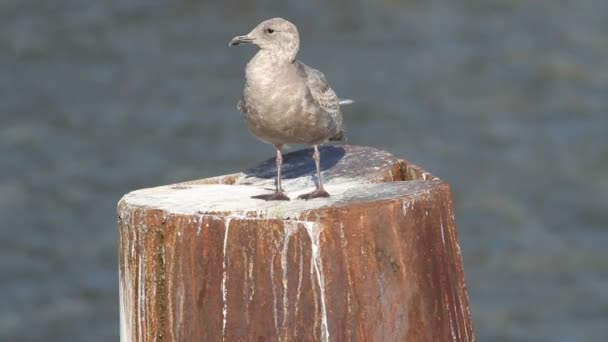 Seagull grooming itself — Stock Video