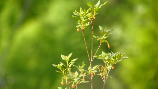 Liften passerende op achtergrond — Stockvideo