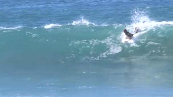 Surfer vangt een golf — Stockvideo