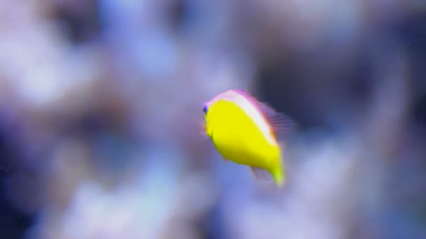 Tropical fish swimming. — Stock Video