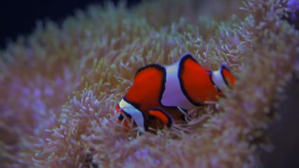 Un pesce pagliaccio che nuota . — Video Stock