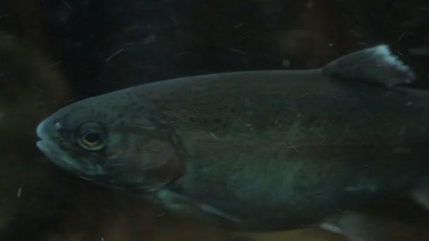 Rainbow trout swimming. — Stock Video