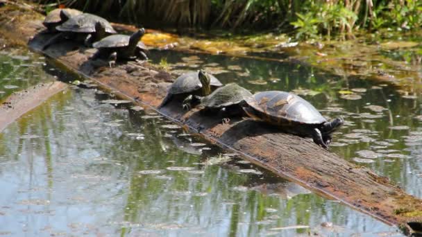 Tortugas tomando el sol cerca de Seattle — Vídeo de stock