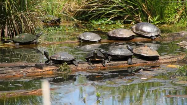 Tortugas tomando el sol cerca de Seattle — Vídeos de Stock