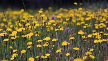 güzel kır çiçekleri