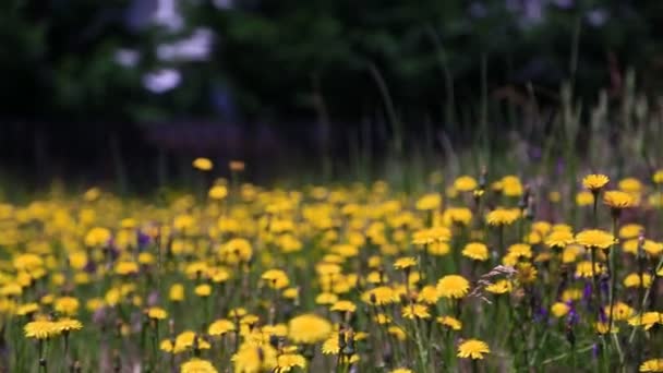 Schöne wilde Blumen — Stockvideo