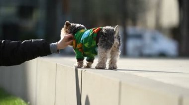 Kadın tarafından petted Yorkie