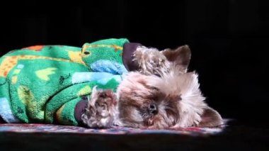 Yüz tırmalamak Yorkie.