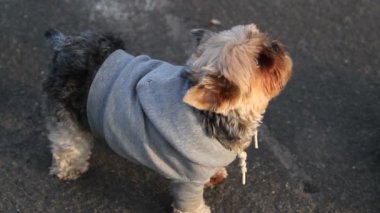 Yorkie havlıyor.