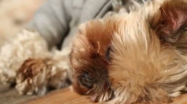 Merdivenlerde döşeme Yorkie