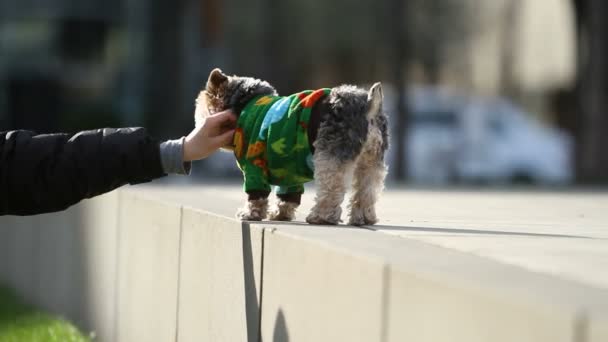 Yorkie  getting petted by woman — Stock Video