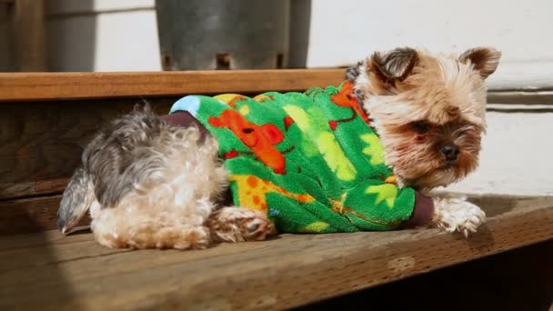 Yorkie lounging — Stockvideo