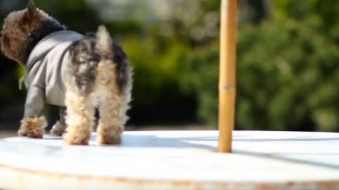 Tablo üzerinde Yorkie duran