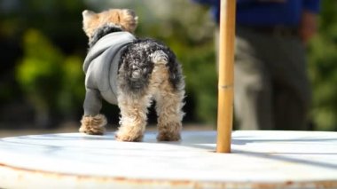 Tablo üzerinde Yorkie duran