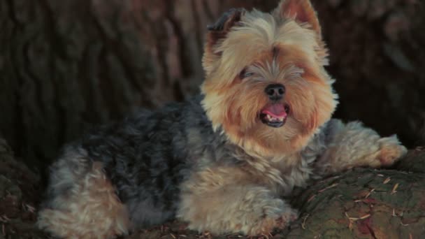 Yorkie up in a tree — Stock Video