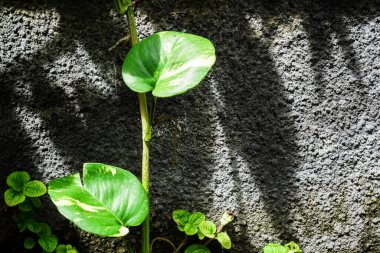 Arka planda tropik bahçede yaprak bitkileri