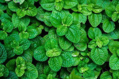 Yeşil yaprak arkaplanının doğa görünümünü kapat