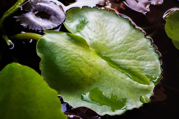 Grüne Lotusblütenblätter Teich — Stockfoto