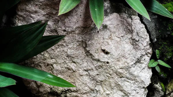 Foliage plants in tropical garden with stone background