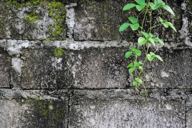 Duvardaki güzel yaprak dalları