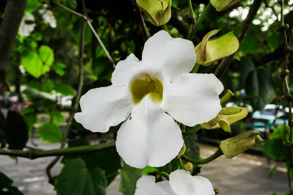 White Flowers Beautiful Tree Branch — Stock Photo, Image