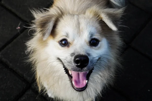 Cute Dog Playing Front Camera — Stock Photo, Image