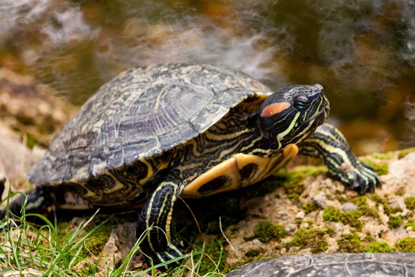 Turtle — Stock Photo, Image