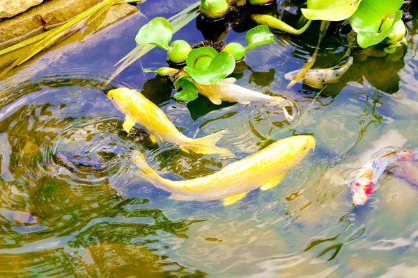 Vissen in het water — Stockfoto