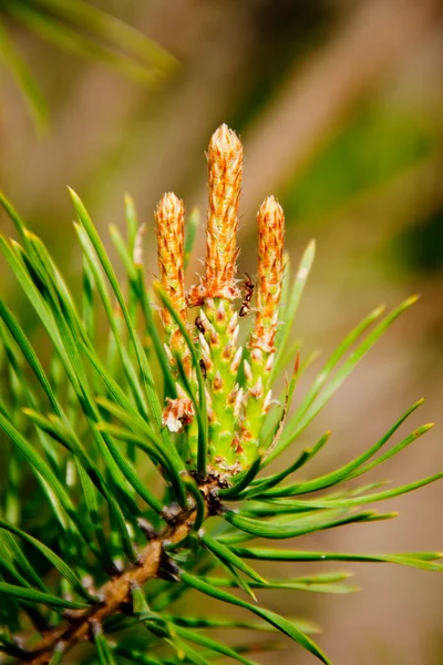 Young shoots of pine tree — Stock Photo, Image