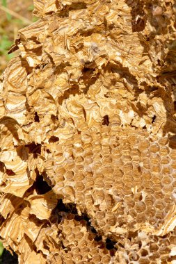 Vahşi orman arılar hücre