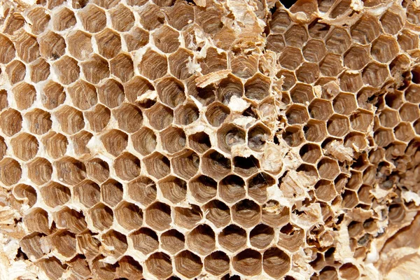 Vahşi orman arılar hücre