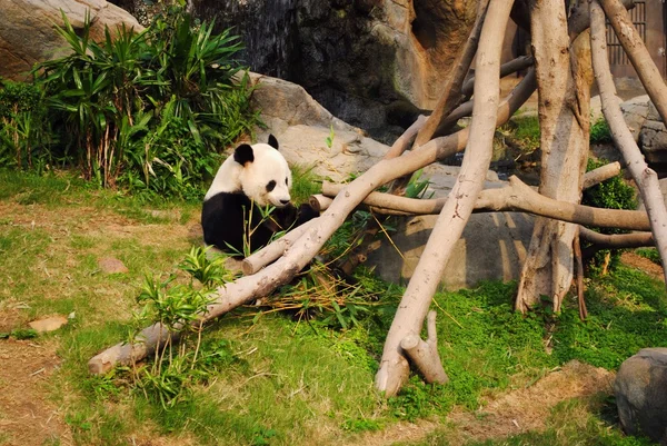 Панда orso — стоковое фото