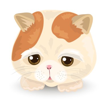 vektör çizimi şirin kedi yüz: beyaz zemin üzerine tekir kedi