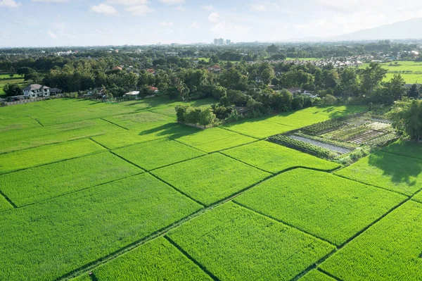 Земля Ландшафт Зеленого Поля Воздушном Виде Земельный Участок Сельского Хозяйства — стоковое фото