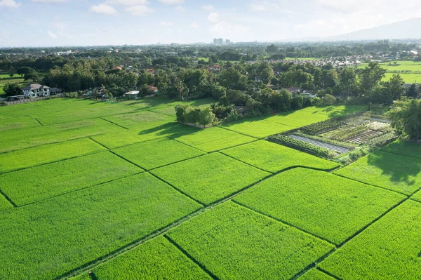 Grond Landschap Van Groen Veld Het Zicht Vanuit Lucht Perceel — Stockfoto