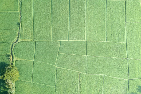顶部的绿地或绿地景观 泰国清迈农村的耕地 农田或带有庄稼 水稻纹理图案的种植园用地 — 图库照片