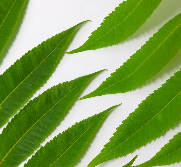 Layout der grünen Blätter auf weißem Hintergrund, Kopierraum, Muster, Tapete — Stockfoto