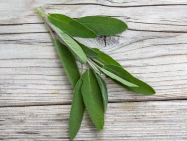 Adaçayı bitkisi Salvia officinalis, bitki, ahşap bir kırsal arka planda baharat. Alternatif şifalı bitkiler, tıbbi bitki kopyalama alanı, yiyecek