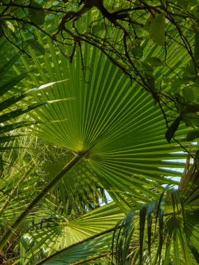 closeup nature view of palm leaf and green leaf background. Flat lay, nature concept, tropical leaf, vertical