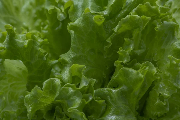 Salada de alface, fragmento. Fundo abstrato, alimentos saudáveis crus fundos espaço cópia horizontal — Fotografia de Stock