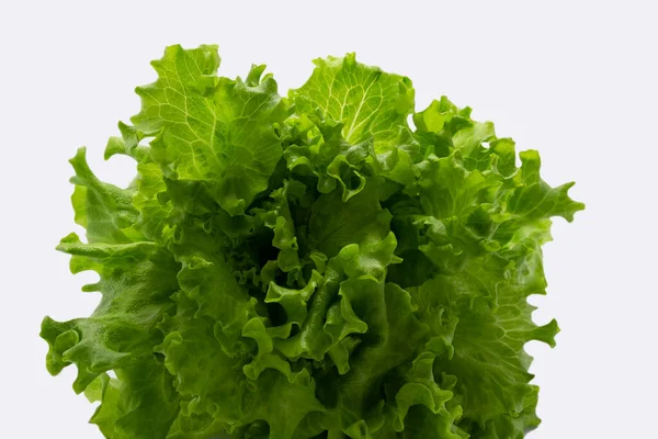Salat isoliert auf weißem Hintergrund, gesunde Rohkost Hintergrund kopieren Raum horizontal — Stockfoto