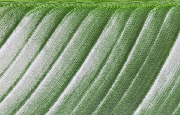 Macro Folha Verde Fresca Natureza Fundo Horizontal — Fotografia de Stock