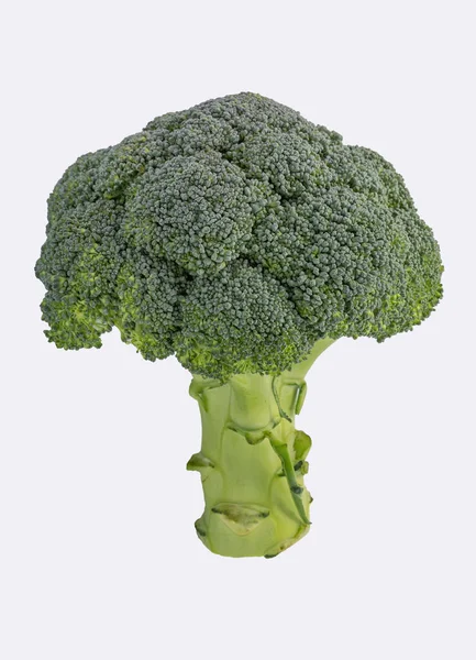 Broccoli Isolerad Vit Bakgrund Hälsosam Mat Bakgrund Kopia Utrymme — Stockfoto