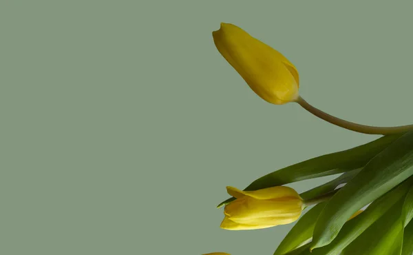 Yellow tulips, green leaf on a dark greyish lime green background. Copy space, greeting card, postcard, banner, cover mockup, for your design, horizontal — Stock Photo, Image